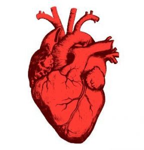 Just a Regular Human Heart